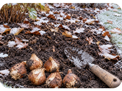 Tuin winterklaar maken: zo red je je bloembollen