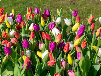 Tulpen planten: wanneer en hoe?