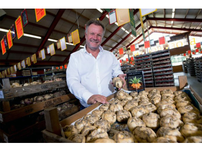 De meest favoriete bloembollen uit onze groothandel 