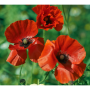 Papaver