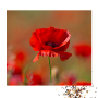 Papaver