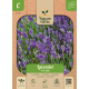 Lavendel Echte Spijk 