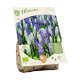 Bio-Muscari mix per 20