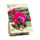 Bio-Tulipa Little Beauty per 7