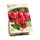 Bio-Tulipa Red Impression per 5