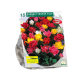 Dubbelbloemige Tulpen per 15