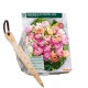 Reuze Ranonkels pastel + gratis bollensteker