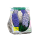 Geurende Hyacinten Blauw per 9