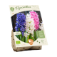 Bio Hyacint mix per 5