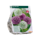 Gemengde Alliums per 15