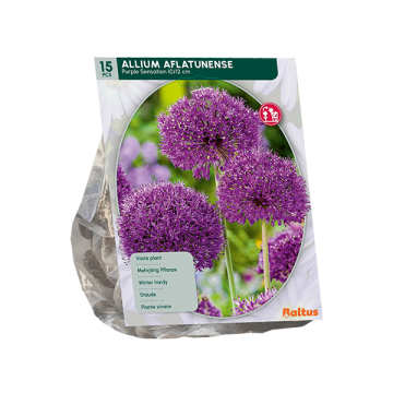 Allium Aflatunense Purple Sensation per 15