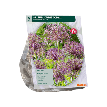 Allium Albopilosum Christophii per 5
