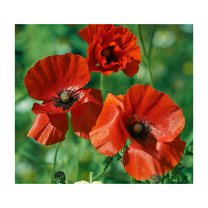 Papaver