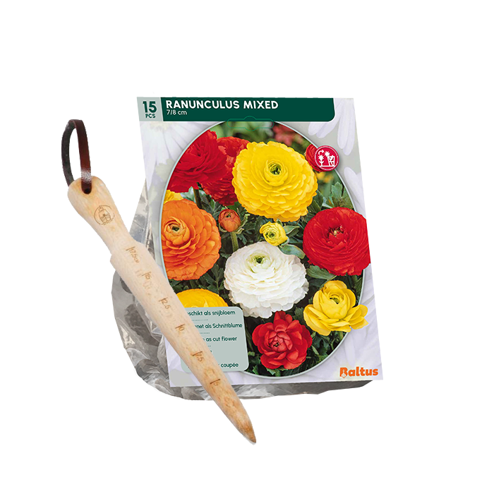 Reuze Ranonkels per 15 + GRATIS bollensteker main product photo