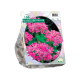 Roze Knuffeltjes per 100
