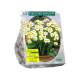 Mini Narcis Minnow per 12