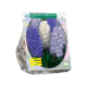 Geurende Hyacinthen Blauw per 12