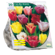 Gefranjerde Tulpen per 20