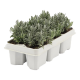 Lavendel per 6