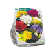 Dubbelbloemige Freesia's per 50