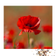 Papaver