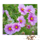 Cosmea