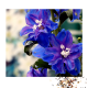 Delphinium