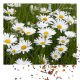 Magriet