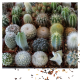 Cactus mix