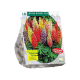 Lupine Gemengd per 10