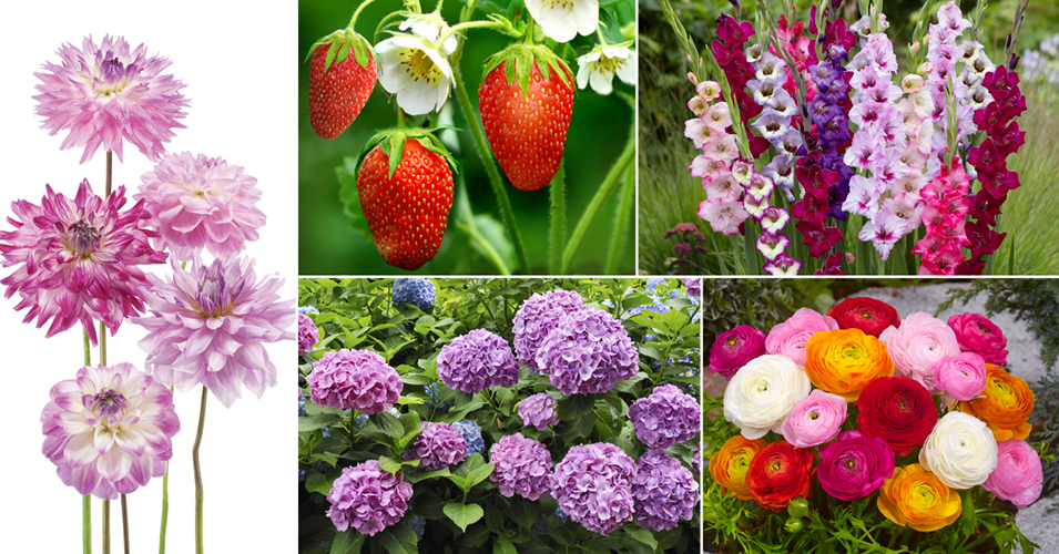 Bloemen voor alle tuinen, terrassen en balkons