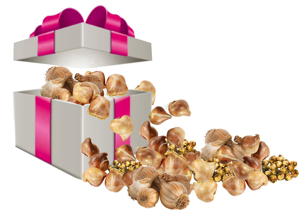 Cadeau vanaf &euro; 1.000,- omzet