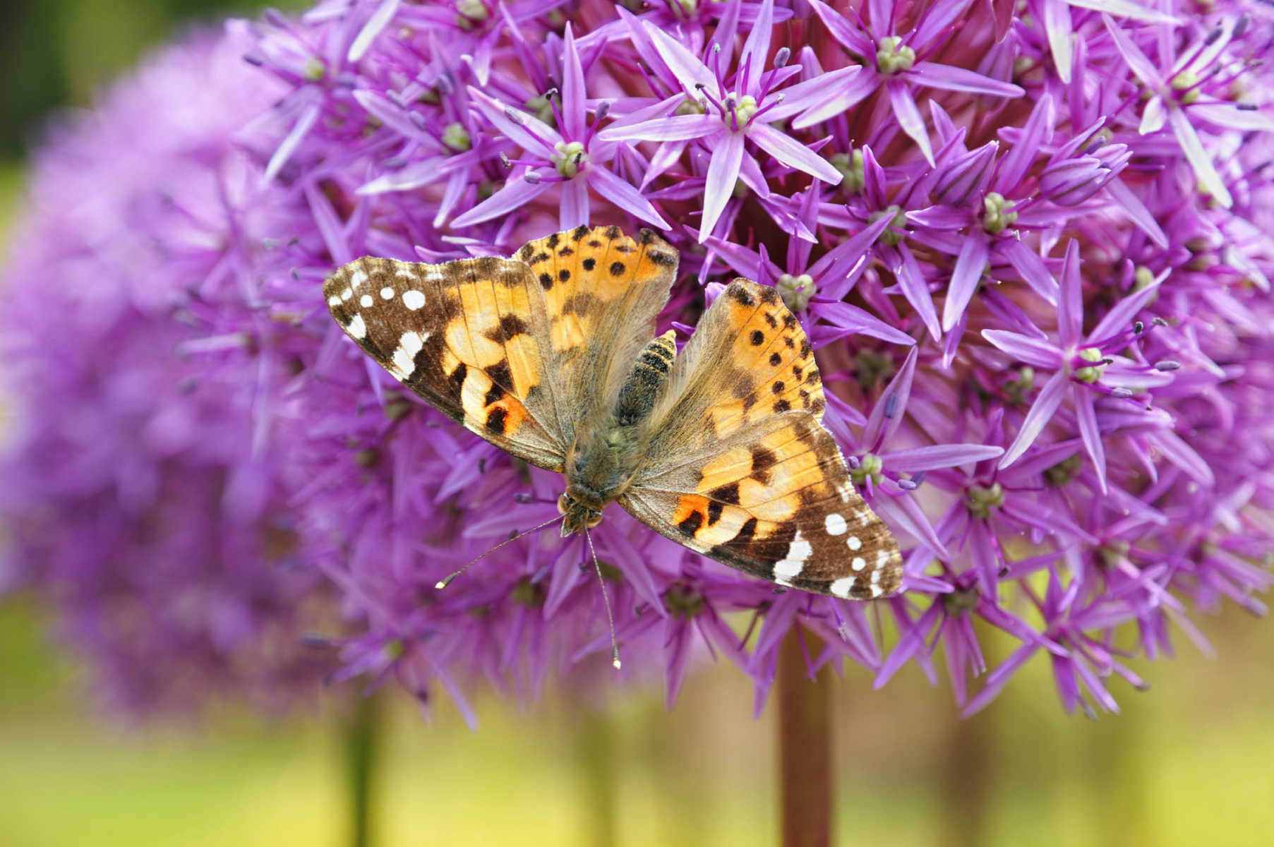 Een kwaliteitsgarantie en een partner van biodiversiteit